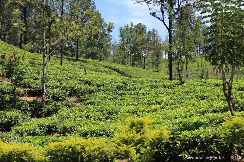 Tea Plantation in the "Hill Country"