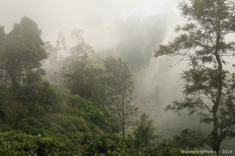 Late afternoon mist across the tea plantations around the Tea Factory Hotel - Nuwara Eliya