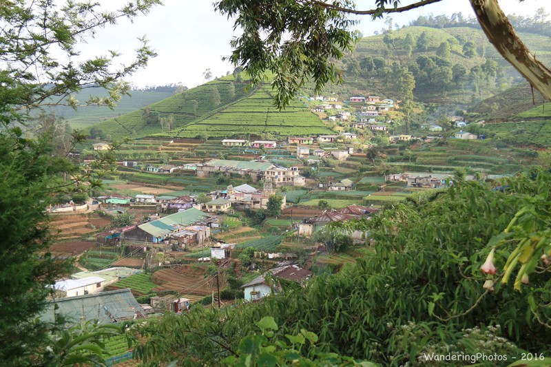 Tea workers village set among the tea plantations - Nuwara Eliya
