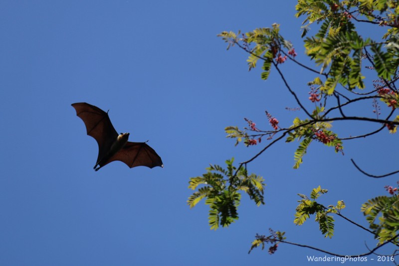 Flying Fruit Bat - Kandy Botanic Fruits