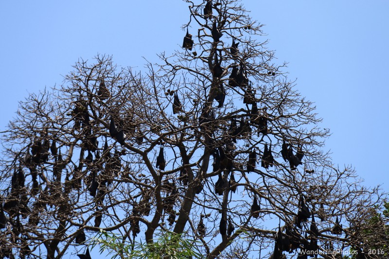 Fruit Bats hanging in the trees - Kandy Botanic Gardens
