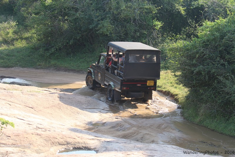 Safari jeep - Yala National Park