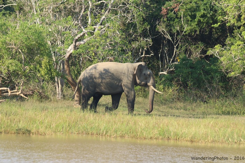 Tusker elephant