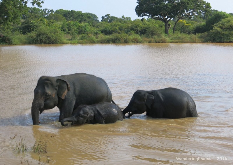 Elephant family outing in the lake