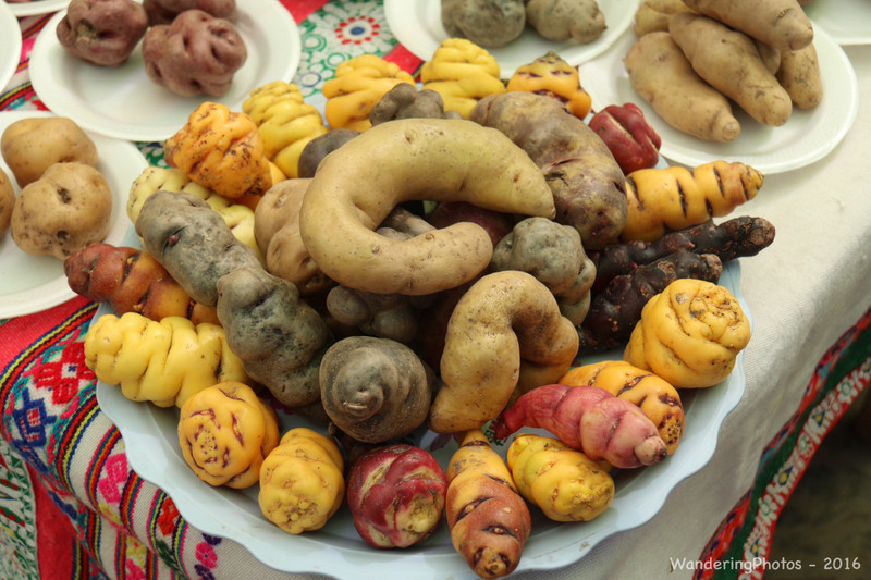 Numerous varieties of potato for sale - Chivay Market Peru