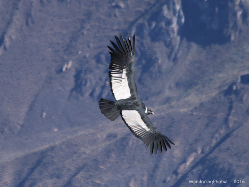 Soaring adult Andean Condor - Condor's Cross Colca Canyon Peru