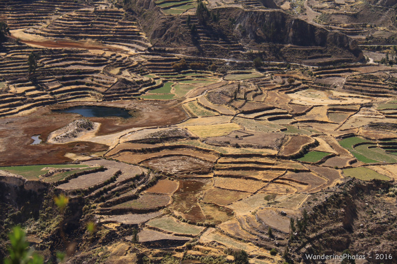 Terraces in Colca Valley - Peru