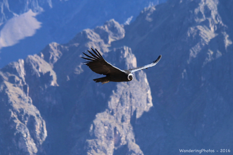 Soaring Andean Condor - Colca Canyon Peru