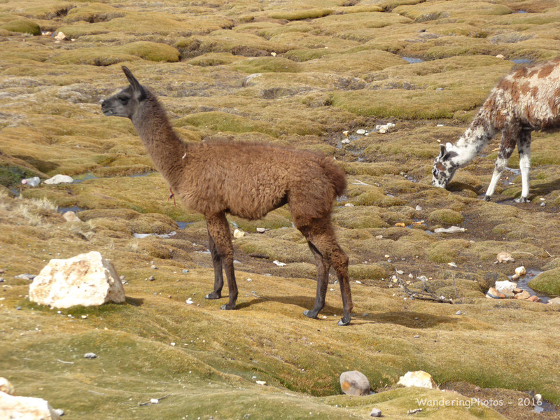 Wild Llama on the Altiplano Peru