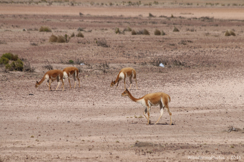 Wild vicuña on the altiplano