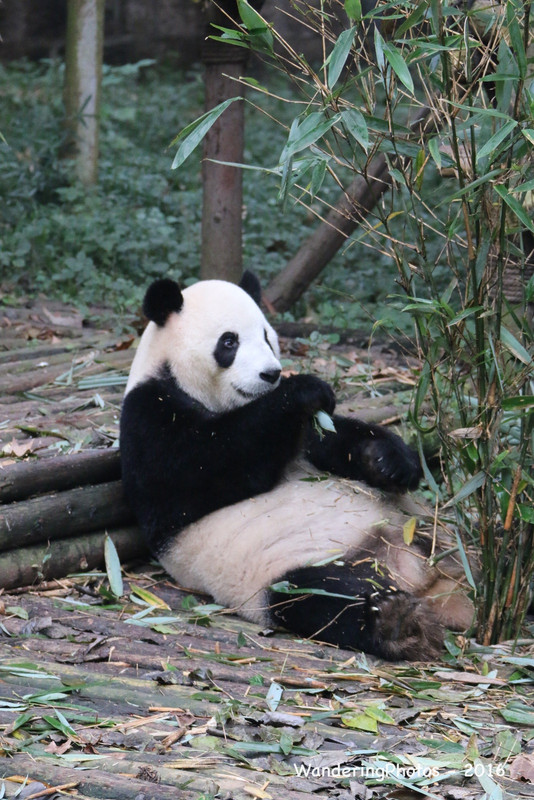 Lying back for dinner - Chengdu Giant Panda Research Breeding Centre - Chengdu Sichuan China      