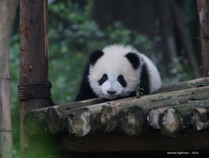 Young Giant Panda - 3-4moths old - Chengdu Giant Panda Research Breeding Centre - Chengdu Sichuan China         