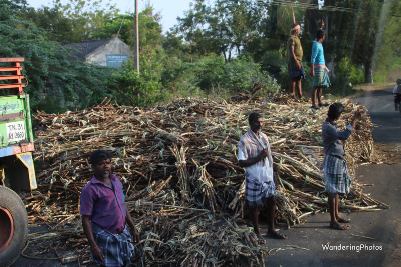 Shed load of sugar cane partly blocking the road - Tamil Nadu India