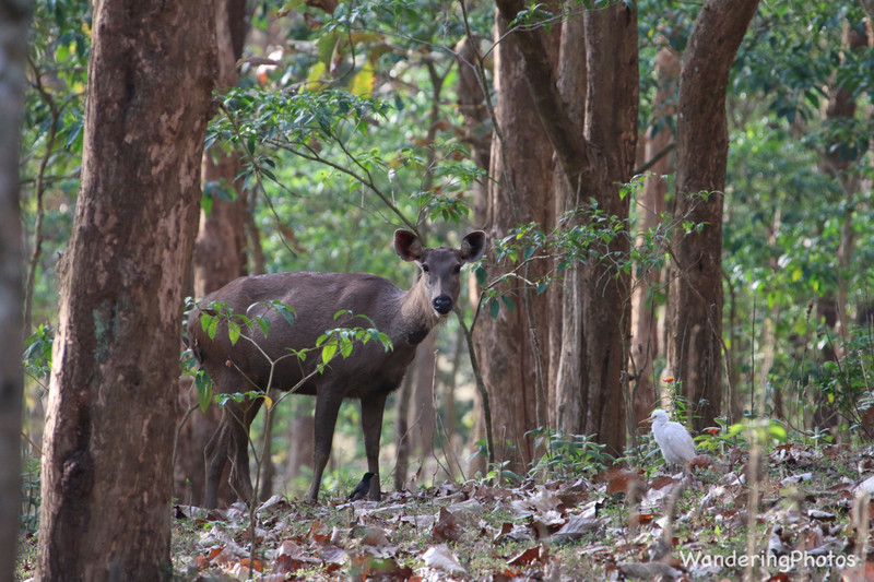 Sambar Deer - Periyar National Park Kerala