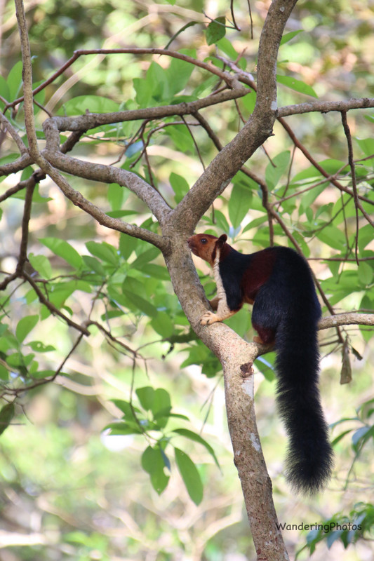 Giant Malabar Squirrel - Periyar National Park Kerala 