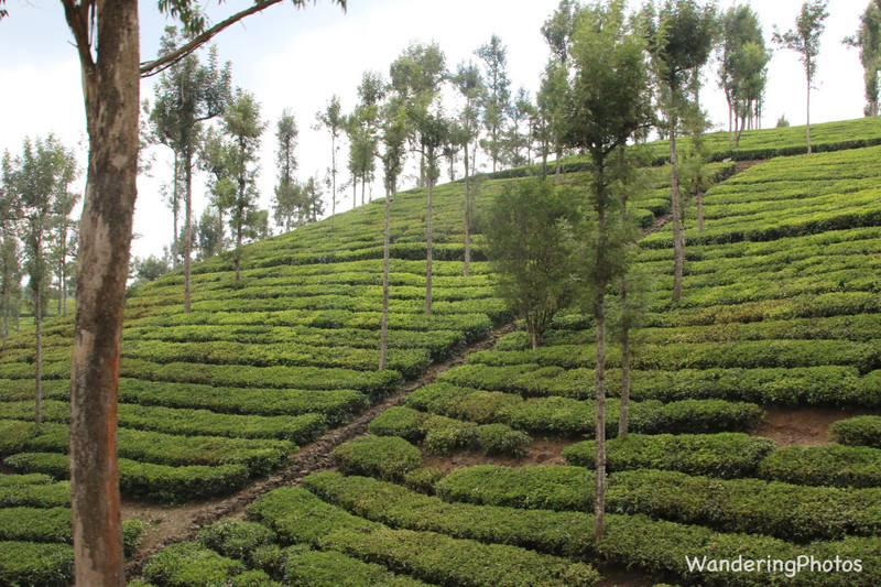 Tea Plantation - Kerala 