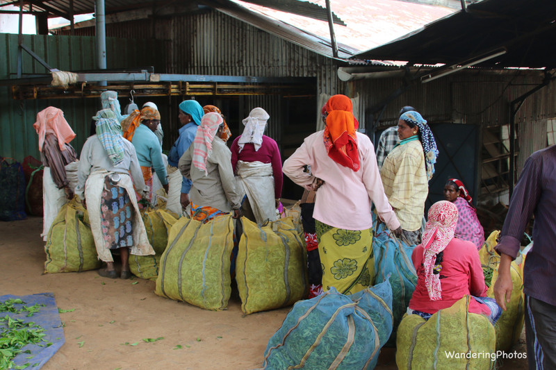 Tea Pickers queueing to weigh their morning's pickings