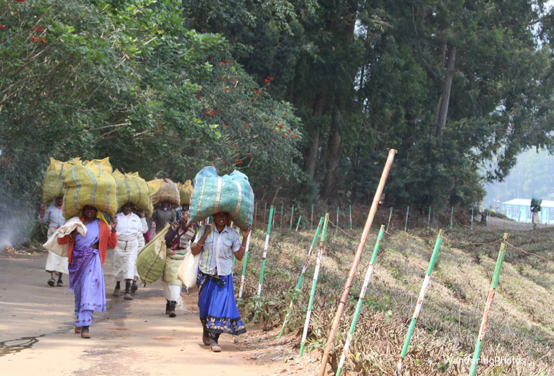 Tea Pickers returning from the plantations 