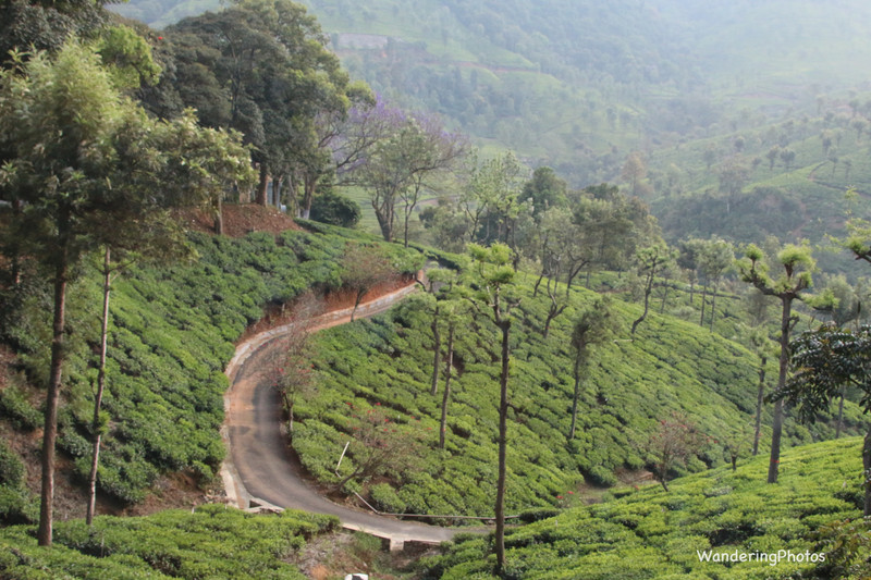 The narrow road through tea plantations on the way to Ooty