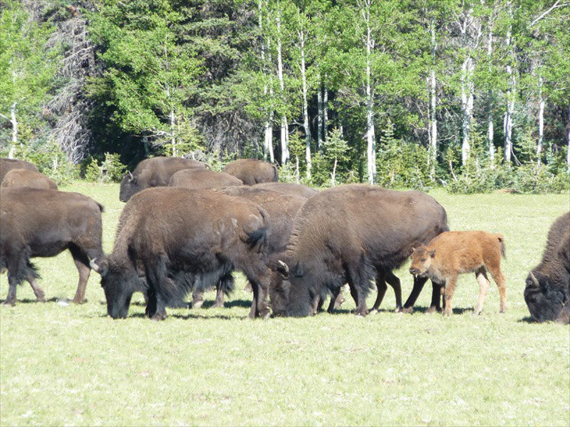 A combination of bison, buffalo & biffalo