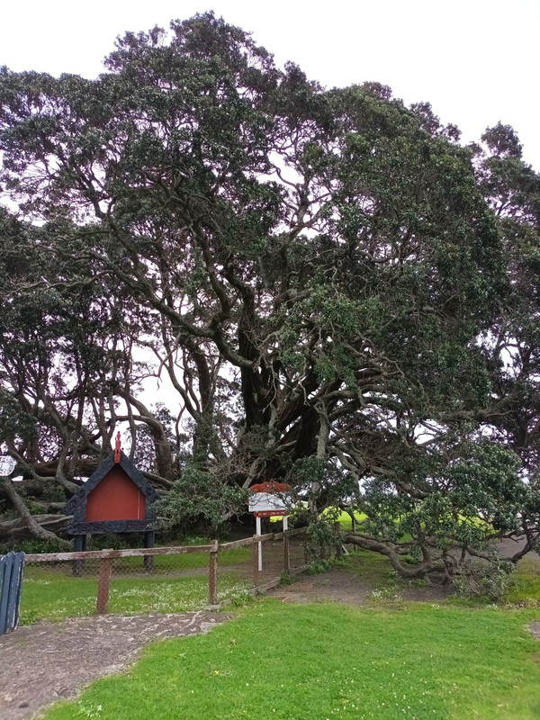 Old Pohutukawa Te Araroa