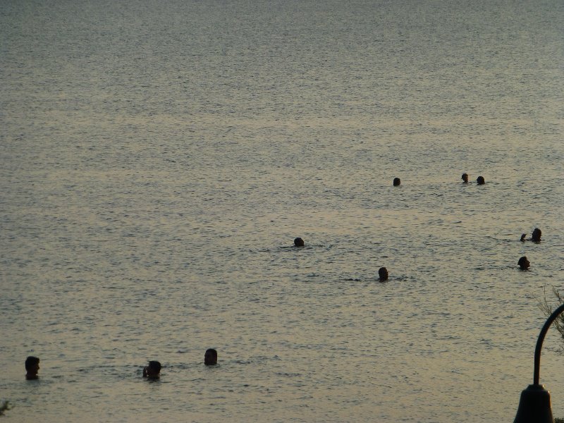 Late evening swimmers