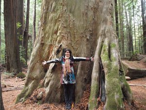 The Giant Redwood Trees