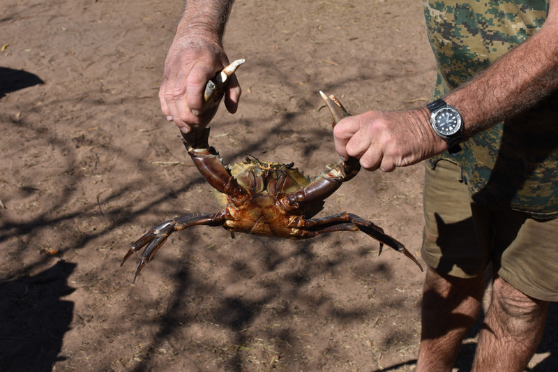 One of this morning's mud crabs