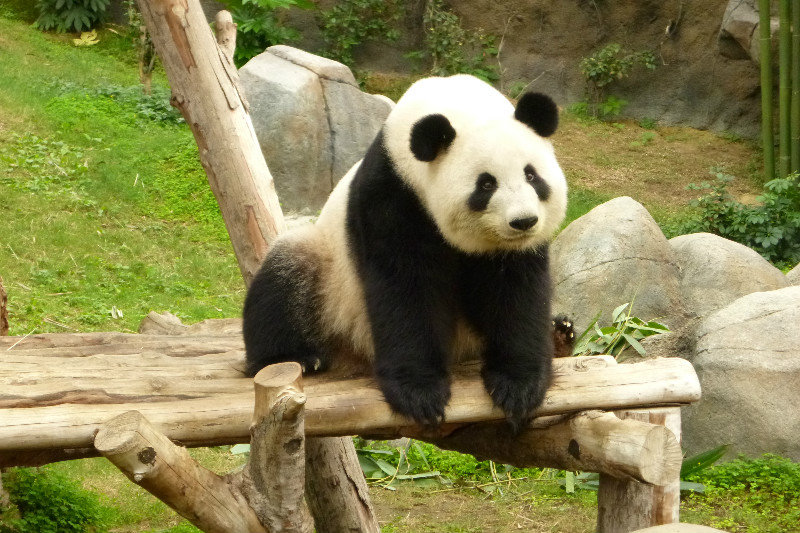 Who loves pandas?