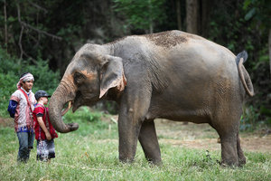 Kobe meeting his elephant