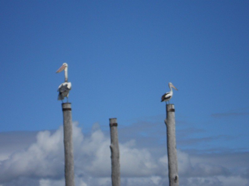 which pelican is real?