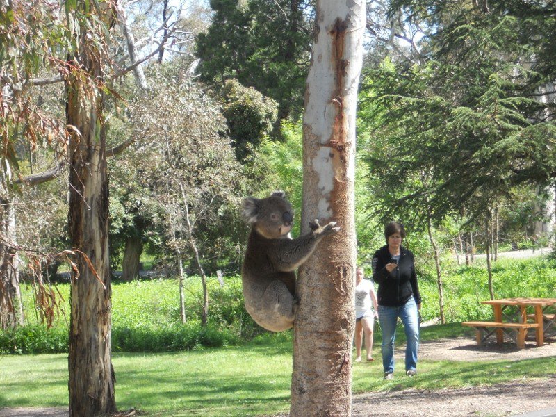 Koala in conservation park