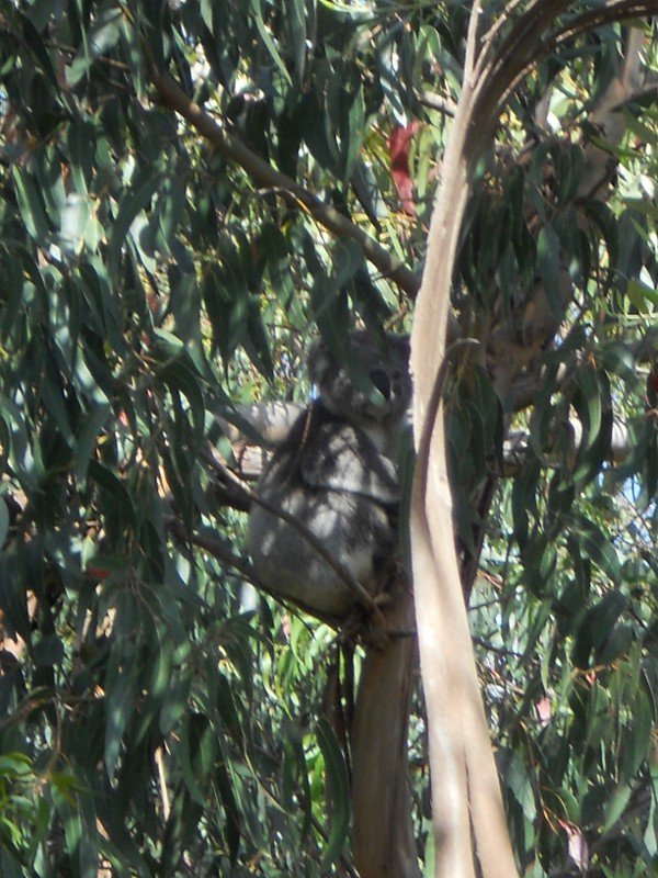 koala! Spotted walking to the lake viewing spot
