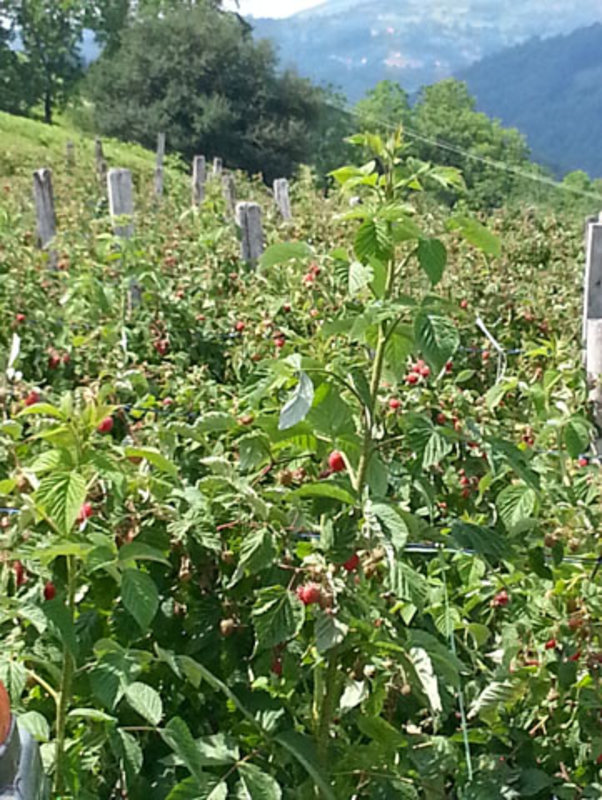 Raspberries in the Serbian highlands