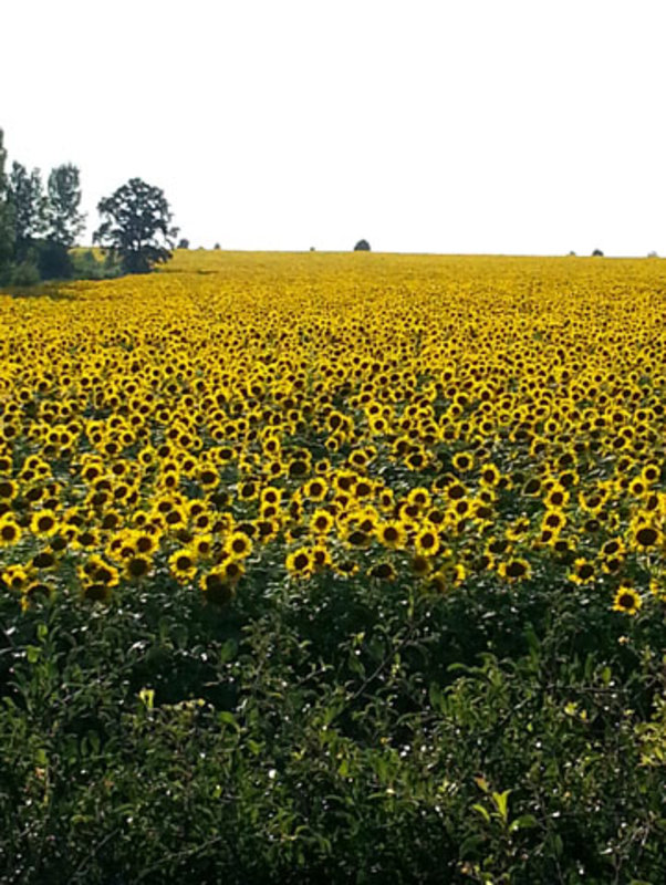 Bulgaria - land of wheat and sunflowers