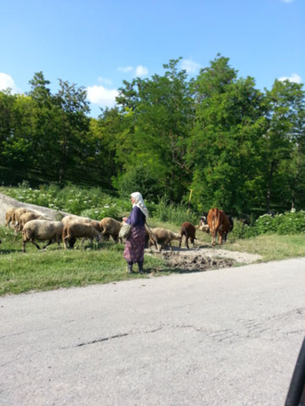 Bulgarian shepherds