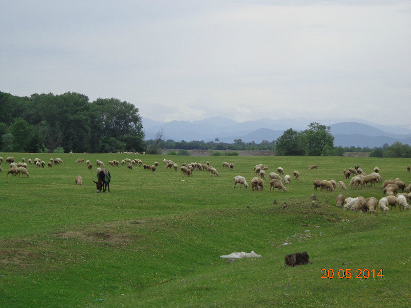 Schafe, Ziegen und ein Esel