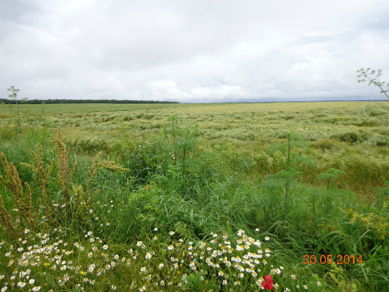 Bulgarien - riesige Felder