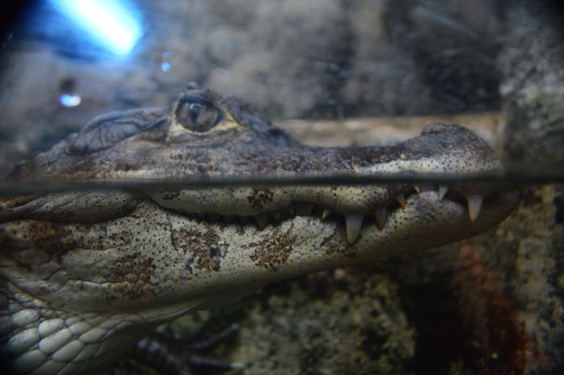 Alligator in the Mammal/reptile house