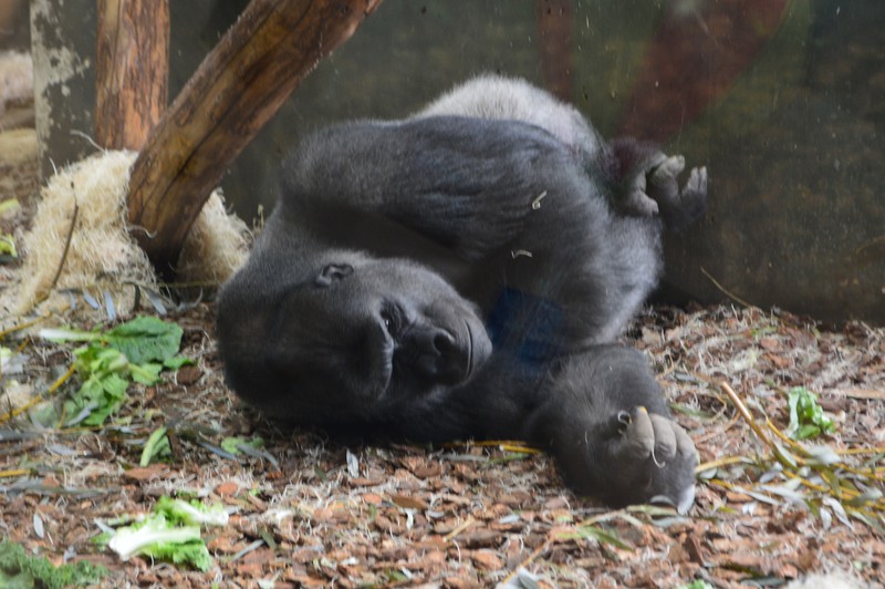 Silverback gorilla 