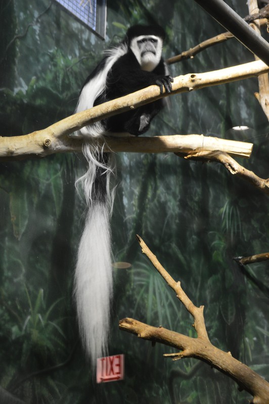 Black and white Colobus Monkey