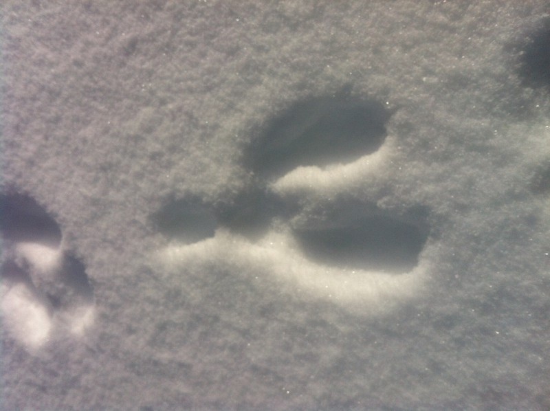 Snow shoe hare footprints 