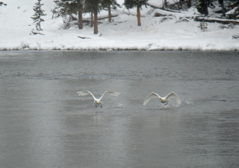 Trumpeter swans on the yellowstone river