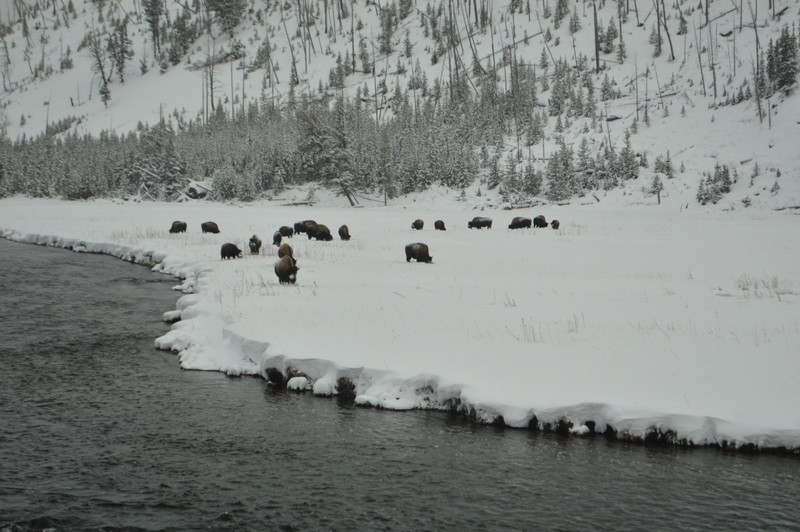 Bison ready to cross the river