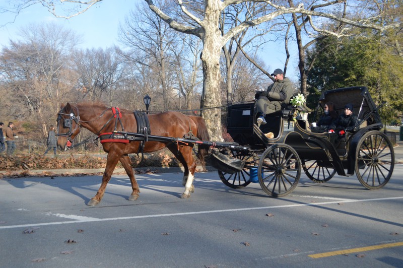 The romantic carriage rides