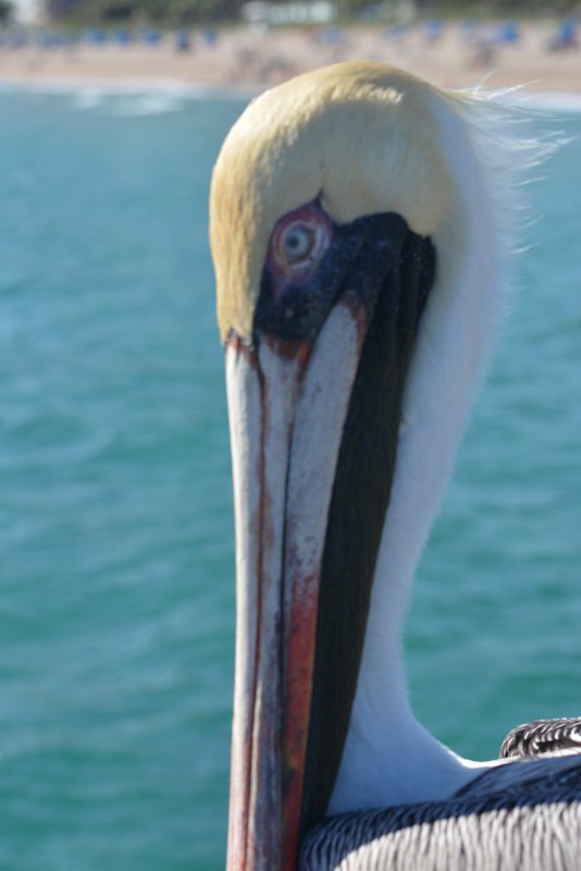 So close to this lovely pelican