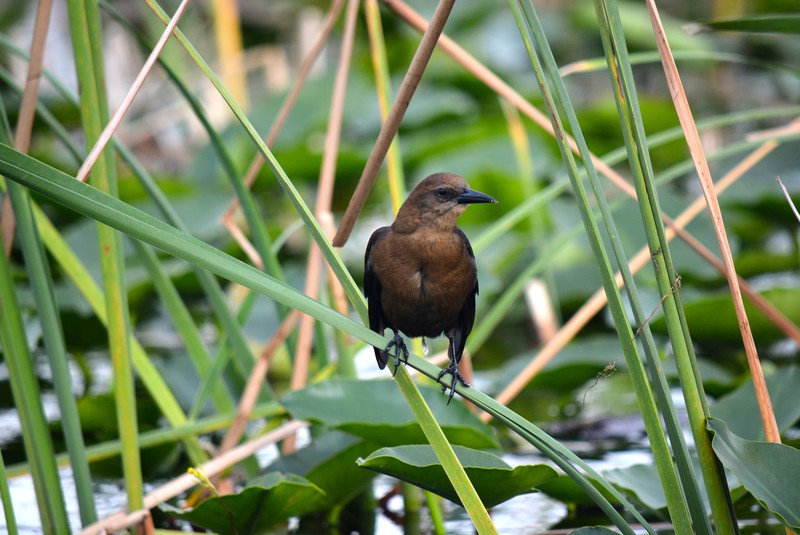 Bird life at the Glades