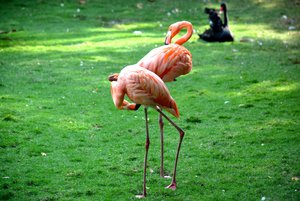 Pink flamingo's at Cartagena