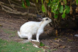 Rabbit in the animal enclosure