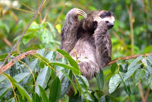 3 finger Sloth in Costa Rica